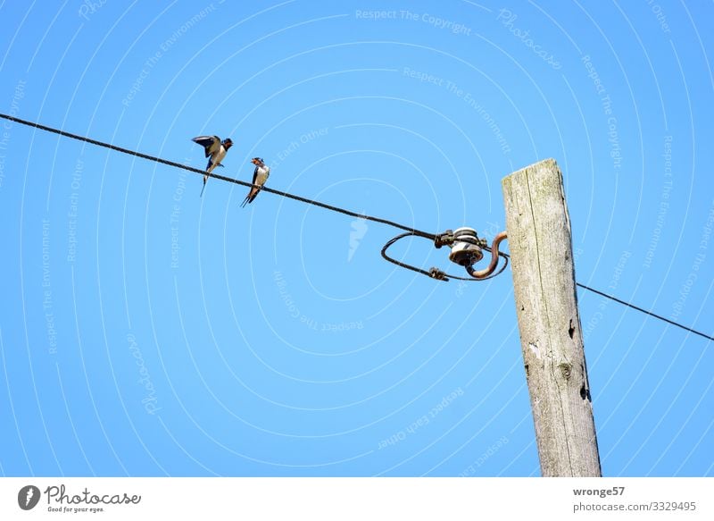 2 swallows on an overhead line bring the summer into the country Swallow birds Overhead line Bird Animal Exterior shot Colour photo Day Wild animal Summer