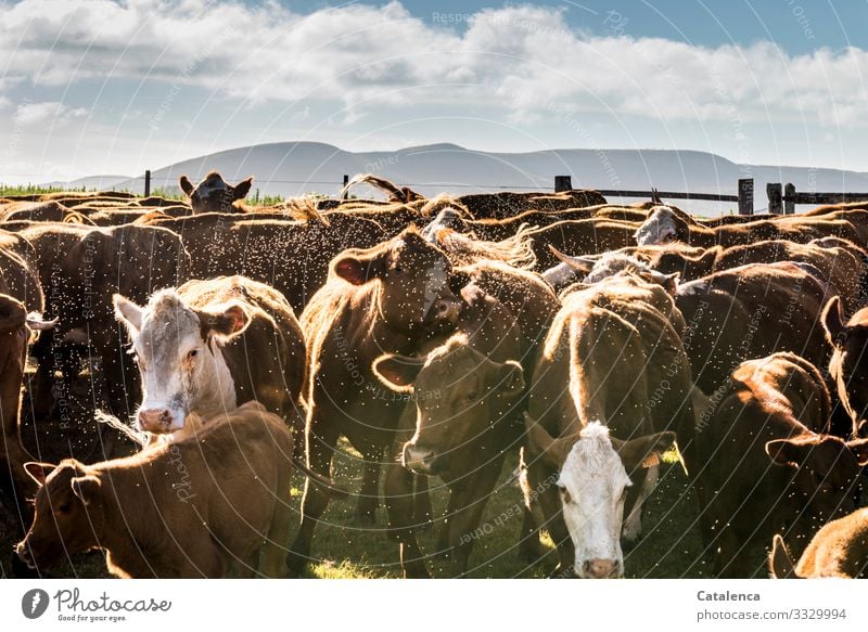 Cattle | their role in climate change Deserted Plant Nature Insect Flying Grass Summer Meadow Willow tree Farm animal Animal Herd Authentic Blue Brown Green