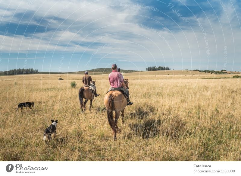 The three riders and their dogs return after work Yellow Green Blue Clouds Environment Agriculture Willow tree Landscape Sky Summer Meadow Grass Animal