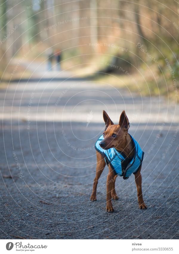 Rehpinscher Dog Cute Walking walk Animal Pet Exterior shot Colour photo 1 Animal portrait Walk the dog To go for a walk Nature Day Friendship Dog lead Landscape