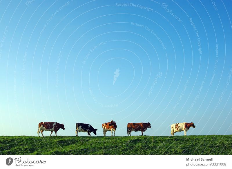 Cows on the dike (Northern Germany) Nature Animal Pet Esthetic Life Slowly Backward Colour photo Exterior shot Deserted Copy Space top Day Sunlight