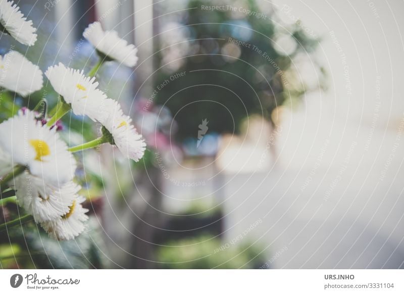 Daisies on the windowsill Vacation & Travel Summer Living or residing Plant Flower Blossom Foliage plant Daisy Balcony plant Village Old town Deserted Facade