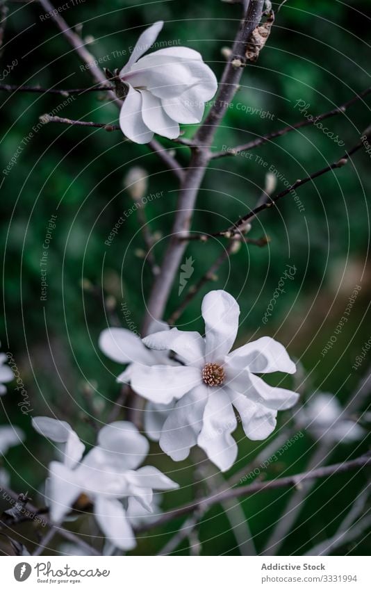 White magnolia flower with large petals flora pure gentle fragrant aromatic garden botanical beautiful blossom nature spring blooming charm delicate plant smell