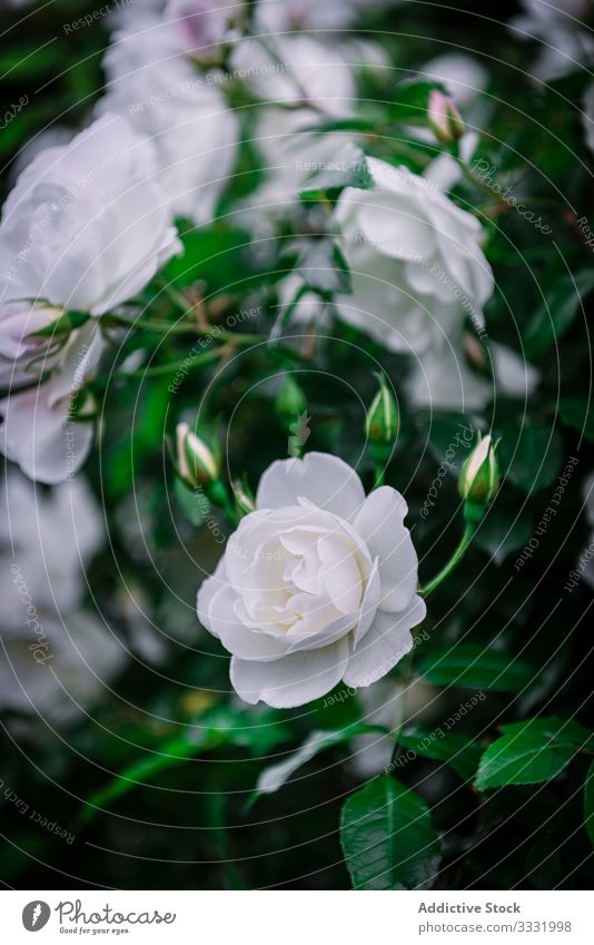 Close-up soft white roses beautiful flowers nature scissors love beauty color petal romance valentine bloom blossom plant floral green romantic bouquet bunch