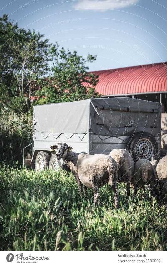 Herd of sheep in street herd walk animal environment mammal summer nature wild wildlife rural day meadow farm flock pasture road countryside travel explore path