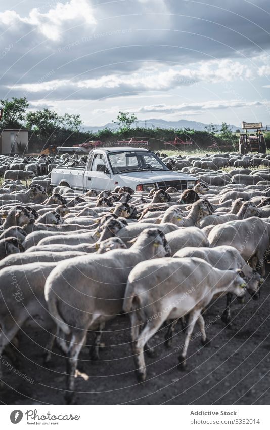 Herd of sheep in street herd walk animal environment mammal summer nature wild wildlife rural day meadow farm flock pasture road countryside travel explore path