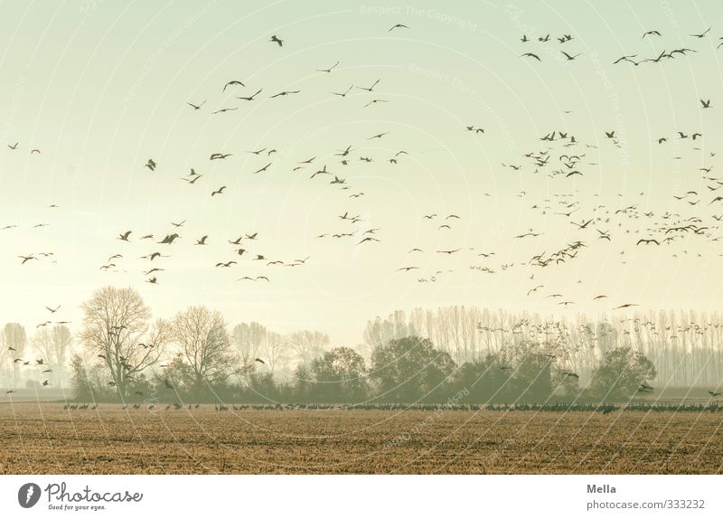 Withdrawn Environment Nature Landscape Animal Tree Clump of trees Field Wild animal Bird Crane Flock Flying Stand Free Together Natural Many Movement Freedom