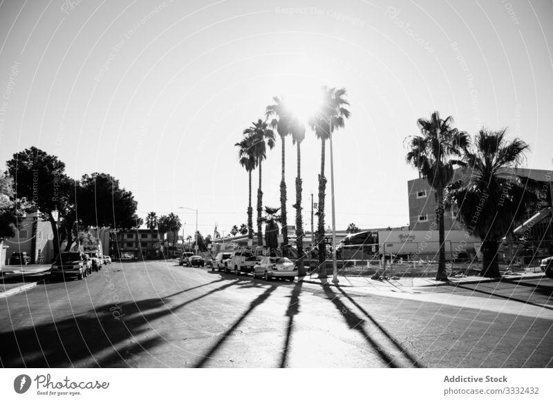 Street with houses and cars street summer road architecture urban building asphalt landscape venice beach usa palm home day california travel vacation resort