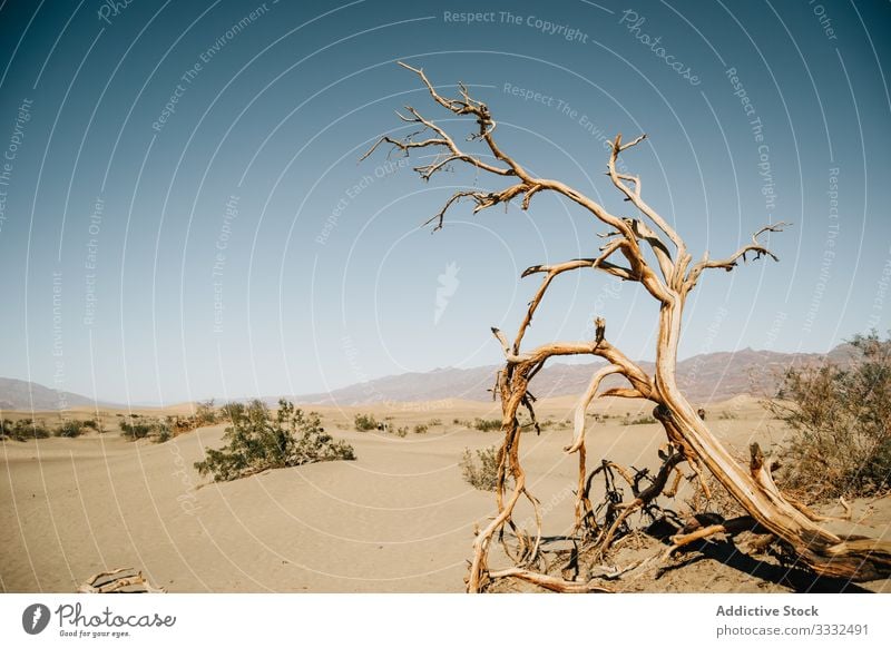 View of death tree and bushes in desert dune view landscape sky dead dry nature usa journey travel day vacation summer state panorama america resort scenic