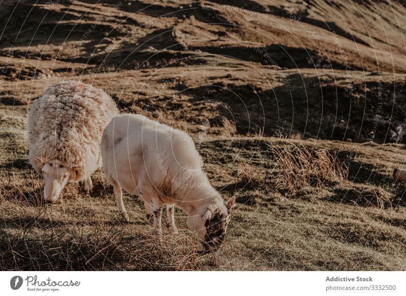 Sheep standing in countryside pet animal sheep mountain nature fall hill view landscape calm scenic autumn journey activity explore attraction day freedom rock