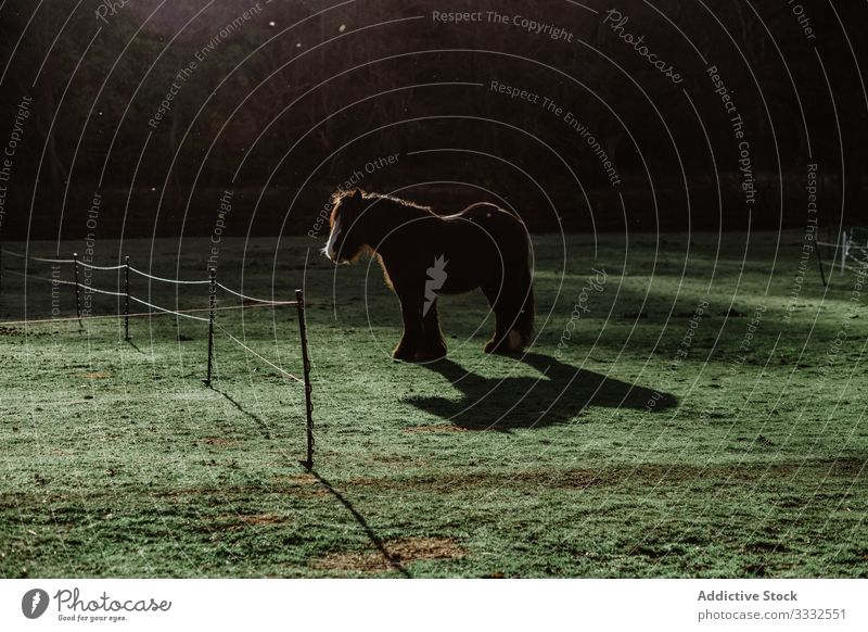 Hairy horse standing in paddock countryside hairy sunny daytime ranch animal domestic equine creature fence barrier enclosure farm agriculture mane beauty calm