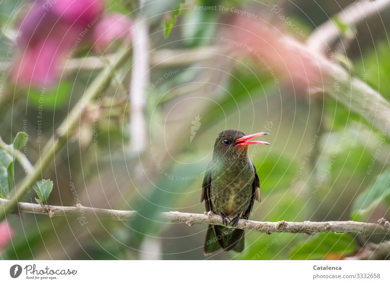 A hummingbird sits on a hibiscus branch and defends its territory chirping loudly Nature flora fauna Plant Animal Bird bush Branch Blossom leaf Sit tweet Day