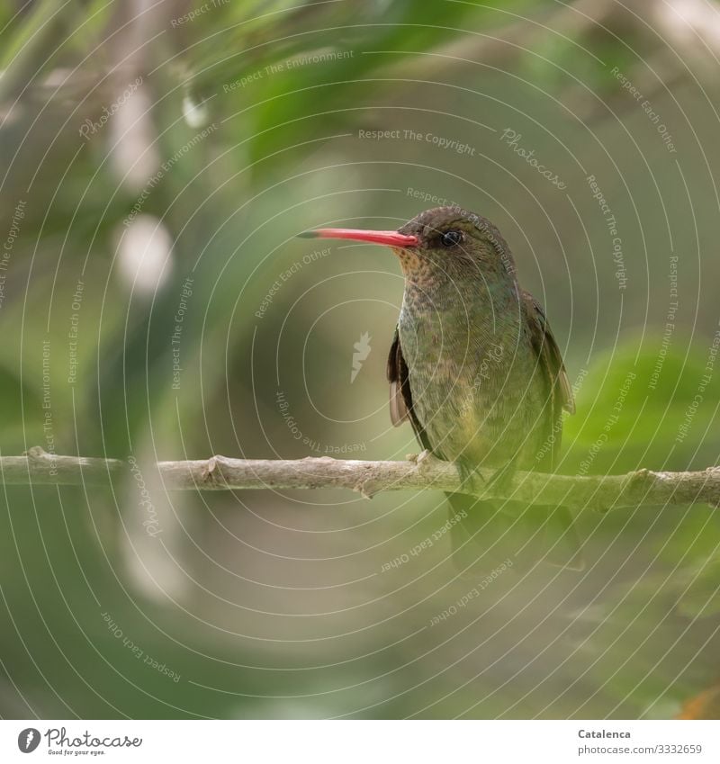 A small, green hummingbird with an orange beak sits on a branch and monitors its territory Nature Plant Animal Summer Wild animal Bird Hummingbirds picaflor 1