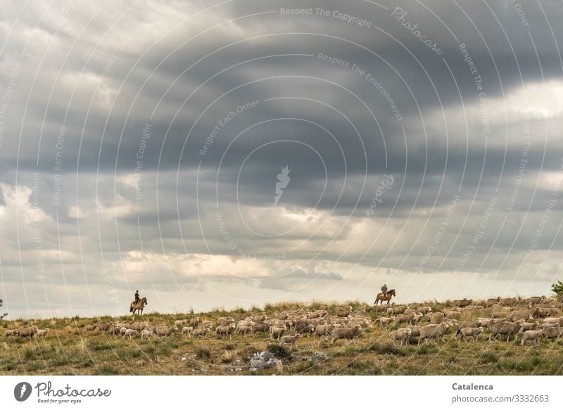 Riders on the horizon driving sheep on a cloudy day Clouds Sky Farm animal Willow tree horses Landscape Plant Grass Flock Agriculture Free-range rearing Nature