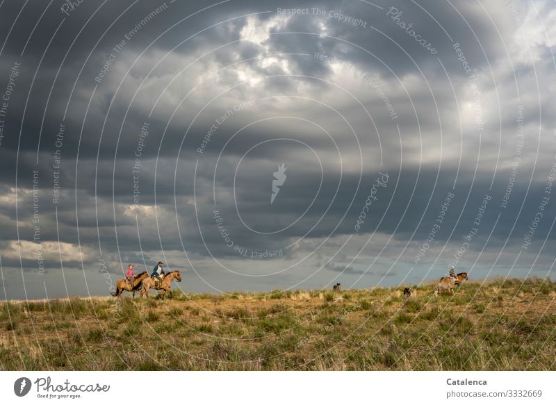 Sheep drive, three riders under cloudy sky can be seen on horizon Dance Gaucho Farmer Agriculture Forestry Masculine 3 Human being Nature Landscape Plant Animal