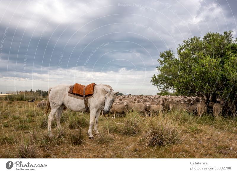 The mare guards the gathered flock of sheep on the pasture fauna Nature Farm animals Flock Sheep Wool lambs Horse Dog person Gaucho Plant flora Tree Grass