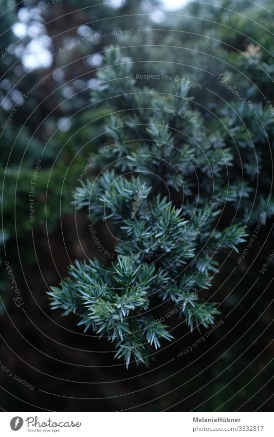 juniper tree Plant Bushes Wild plant Good Beautiful Green Silver Cypress Berries Garden Colour photo Copy Space bottom