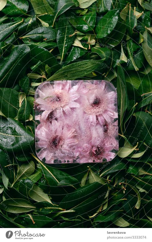 Frozen chrysanthemum flowers on green leaves Cold Conceptual design Cube Ice Chrysanthemum Marguerite Flower Blossom leave Botany Bright Beautiful Summer Plant