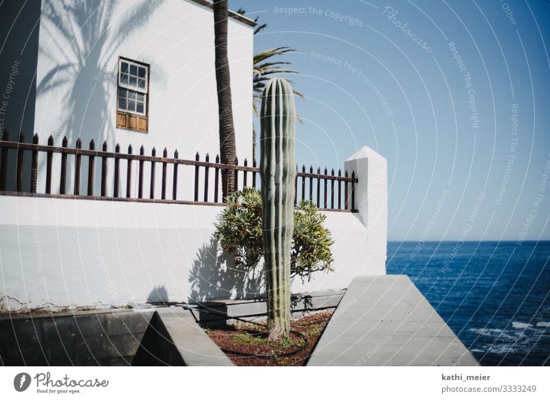 He stands Environment Climate Climate change Beautiful weather Cactus House (Residential Structure) Happiness Fresh Hot Bright Blue Green Turquoise White