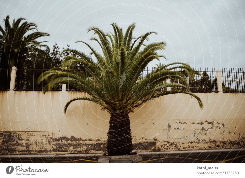 palm Tenerife Friendliness Happiness Bright Natural Thorny Strong Yellow Green Palm tree Palm frond Wall (barrier) Town Animal Plant Southern Island Summer