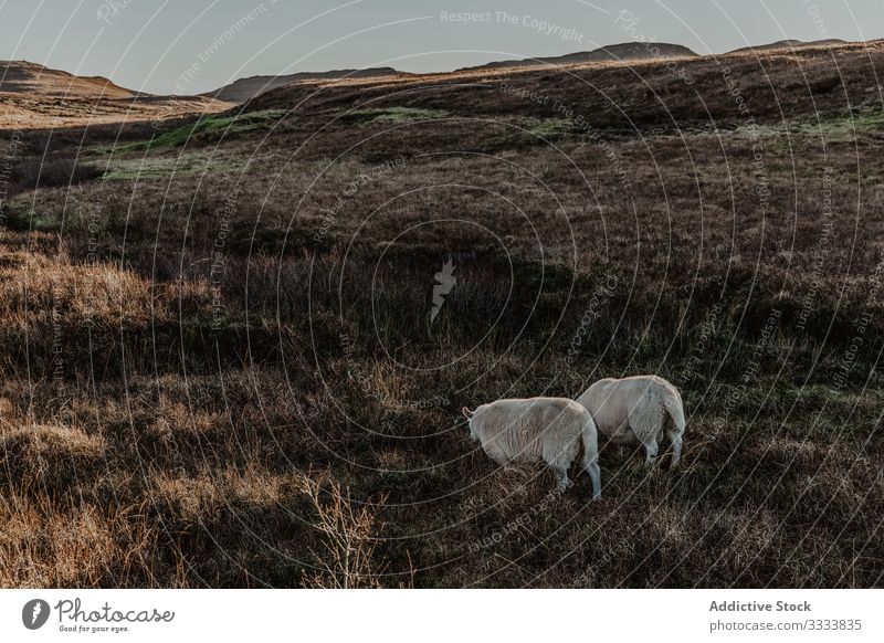 Sheep standing in countryside against mountain pet animal sheep nature fall hill view landscape calm scenic autumn journey activity explore attraction day