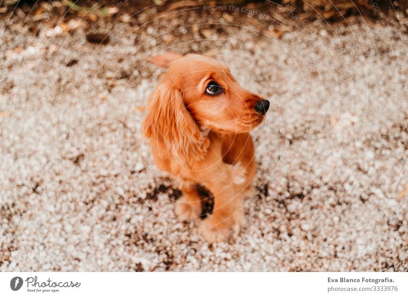 portrait of cute puppy cocker spaniel dog outdoors Woman Dog Pet Park Sunbeam Exterior shot Love Embrace Smiling Kissing Breed Purebred Youth (Young adults)