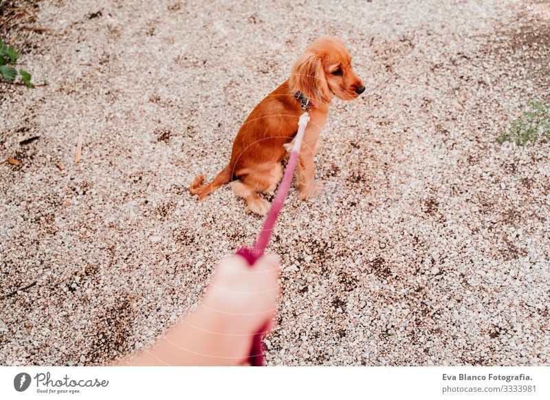 Woman walking with her cute puppy of cocker spaniel. POV hand and leash Walking Leash Dog Pet Park Sunbeam Exterior shot Love Embrace Smiling Kissing Breed