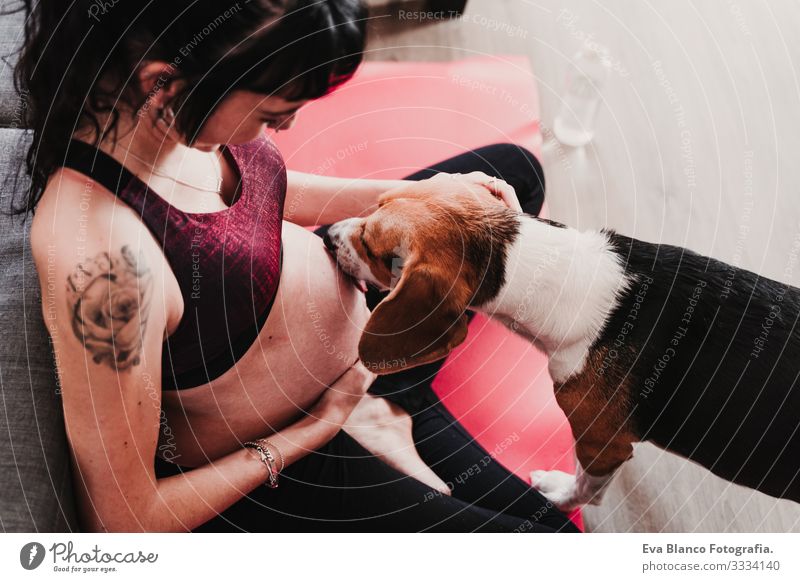 young pregnant woman at home practicing yoga sport. cute beagle dog besides licking belly Pregnant Woman Yoga Home Sports Healthy Lifestyle Youth (Young adults)