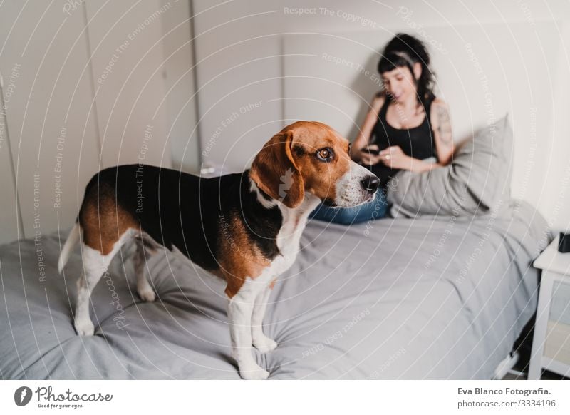 young pregnant woman at home with her beagle dog. woman using mobile phone Pregnant Woman Dog Beagle Home Bed Cellphone Technology PDA expecting Baby