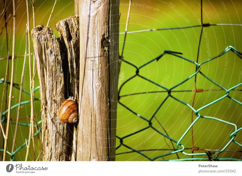 snail Fence Green Wood Snail shell Detail