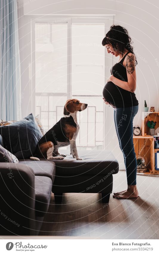 young pregnant woman at home with her cute beagle dog Pregnant Woman Dog Home Beagle Pet expecting Life Domestic Smiling Embrace indoor Relaxation Considerate