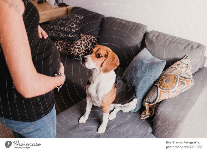 young pregnant woman at home with her cute beagle dog Pregnant Woman Dog Home Beagle Pet expecting Life Domestic Smiling Embrace indoor Relaxation Considerate