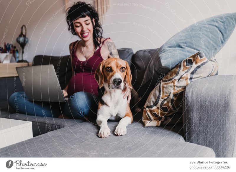 young pregnant woman at home working on laptop. cute beagle dog besides Notebook Computer Pregnant Woman Dog Beagle Home Bed Cellphone Technology PDA expecting