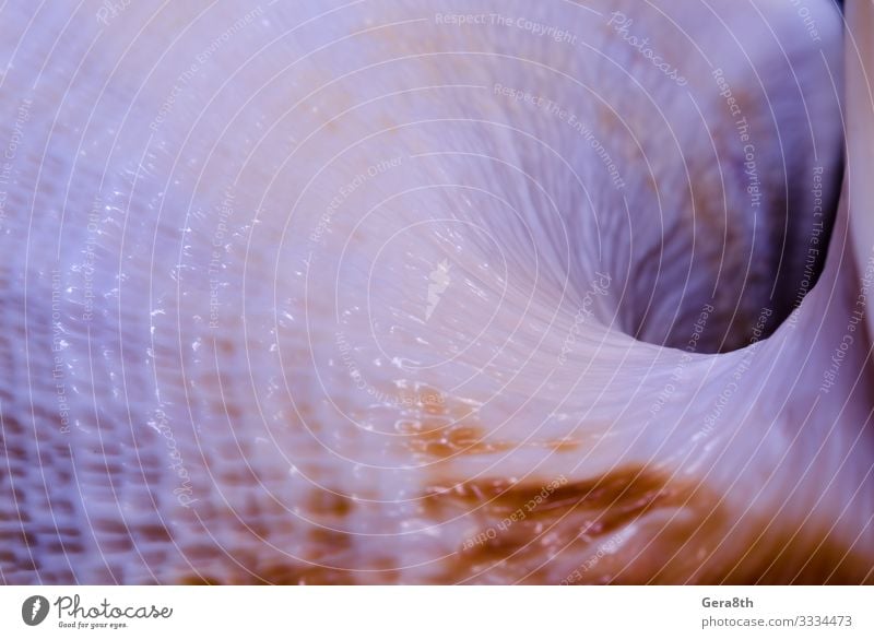 fragment of a large oceanic seashell Exotic Large Blue background dark hole dotted Fragment Hole orange ribbed Shell template Consistency textured Close-up