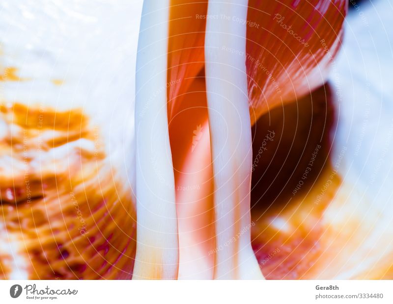 fragment of a large oceanic seashell macro Exotic Line Glittering Large Bright Pink Red background color flesh Fragment Hole oblong orange Purple Shell textured