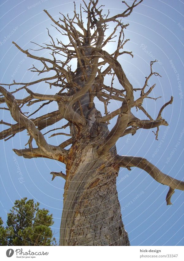 tree lights Tree Blue sky Sun Bryce Canyon Death dead America