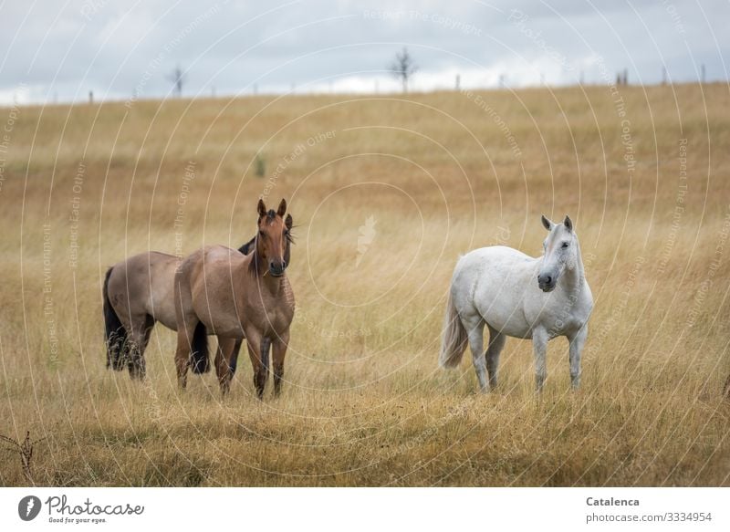 Horses on the pasture in the high, dry grass Nature fauna flora Grass way Plant paddock horses Farm animal Willow tree Agriculture Fence Horizon Clouds Summer