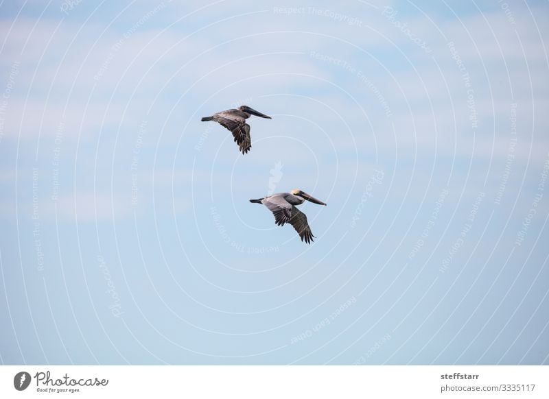 Pair of brown pelican birds Pelecanus occidentalis Beach Ocean Woman Adults Man Nature Animal Wild animal Bird 2 Flying Blue Brown Brown pelican Pelican