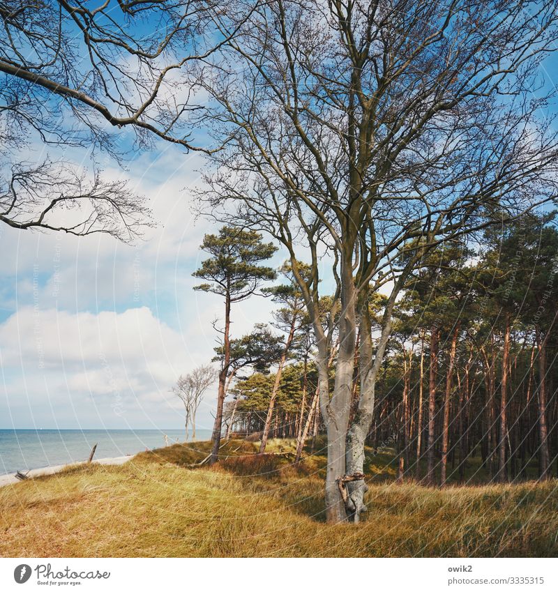 ramified Environment Nature Landscape Plant Water Sky Clouds Horizon Autumn Beautiful weather Tree Grass Bushes Wind cripple Coast Wood Large Tall Many Idyll