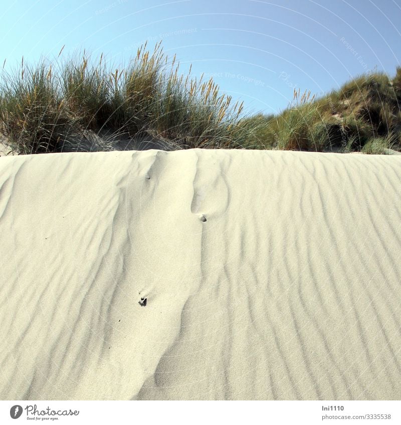 View from below over sand dune to blooming beach grass Leisure and hobbies Vacation & Travel Summer Summer vacation Sun Sand Sky Warmth Plant Grass Coast Beach