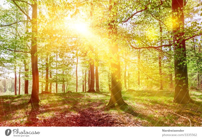 Spring sunshine in the beech forest Trip Hiking Nature Landscape Plant Sun Beautiful weather Tree Forest Lanes & trails Relaxation Growth Friendliness Fresh