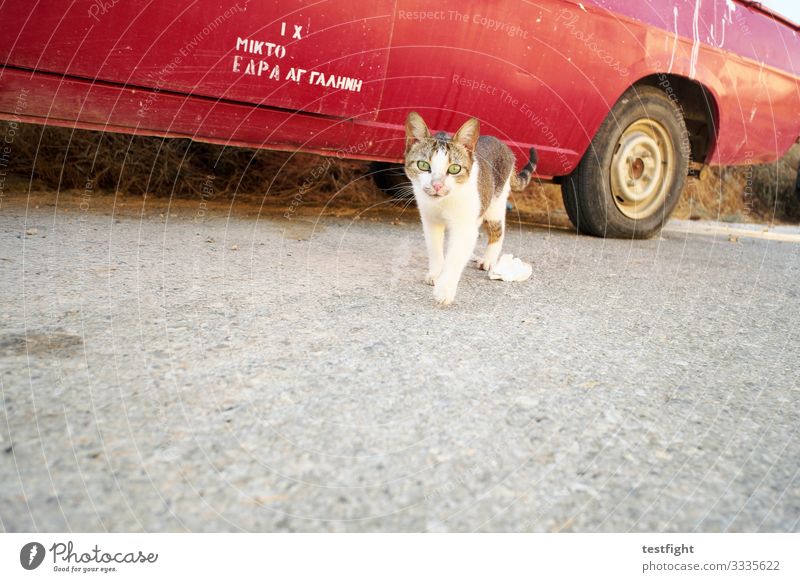 cat Vehicle Car Animal Wild animal Cat 1 Observe Discover Curiosity Cute Red Adventure Colour photo Exterior shot Copy Space bottom Light