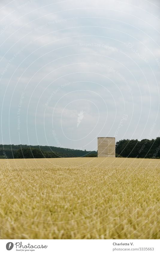 Bruder-Klaus-Kapelle | In the foreground a barley field. Delicate yellow and blue tones. Trip Far-off places Summer Nature Plant Sky Sun Beautiful weather