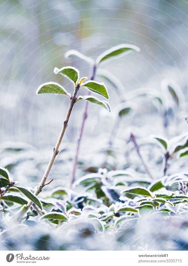 Icy plants closeup in winter Environment Nature Plant Ice Frost Grass Bushes Garden Moody Responsibility Frozen Snow Growth Winter Close-up Detail