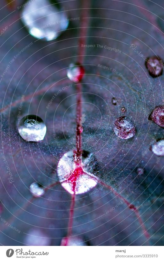 Branchers under the magnifying glass Nature Drops of water Plant Leaf Wet Natural Gloomy Dream Sadness Colour photo Multicoloured Exterior shot