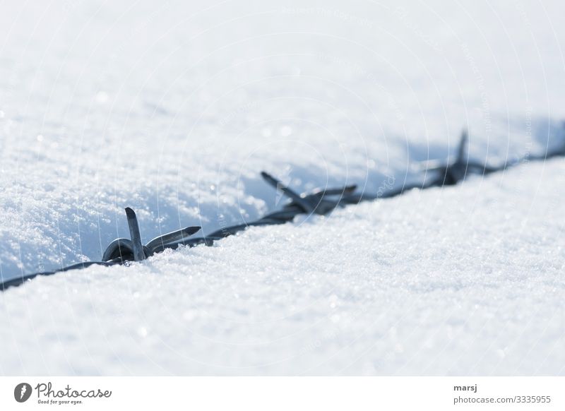 Finest bedding Winter Ice Frost Snow Barbed wire fence Point Threat Cold Natural Dangerous Converse Smooth embedded Hide Colour photo Subdued colour