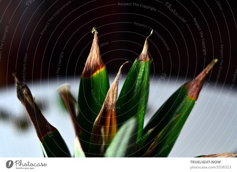 leaf tips of a pineapple Food Fruit Dessert Ananas leaves Pineapple Nutrition Organic produce Vegetarian diet Slow food Lifestyle Exotic Joy Living or residing