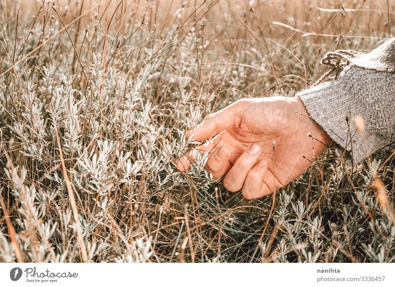 Close up of a male hand harvesting herbs Herbs and spices Body Skin Alternative medicine Senses Summer Man Adults Hand Fingers Nature Autumn Warmth Touch Simple