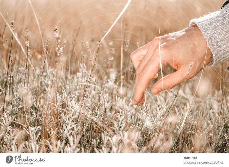 Close up of a male hand harvesting herbs Herbs and spices Body Skin Senses Summer Man Adults Hand Fingers Nature Plant Autumn Warmth Touch Simple Natural Wild