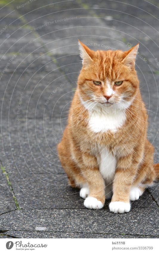 Red tomcat sits apparently dreaming on sidewalk Cat Animal face Pelt Paw 1 Brown Gray Orange White Islander Cat's head Section of image Moustache hair Force